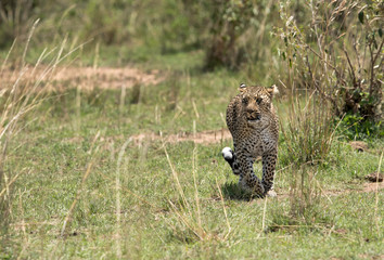 A leopard emerging out from its habitat to open grassland, Masai Mara, Kenya