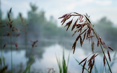blue sky and misty forest, lake early morning lake