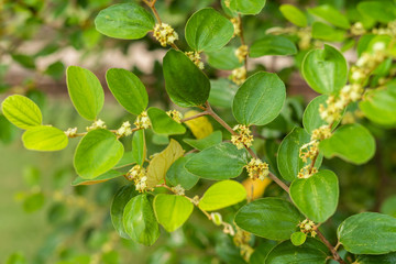 Obraz premium Beautiful white jujube The flowers bloom on the branches. Natural address