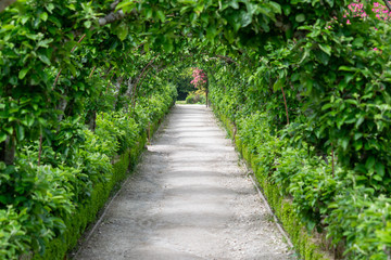 Garden footpath with plants growing over the top of the avenue