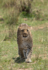 A leopard emerging out from its habitat to open grassland, Masai Mara, Kenya
