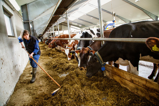 Farmer sweeping hay for cows in barn
