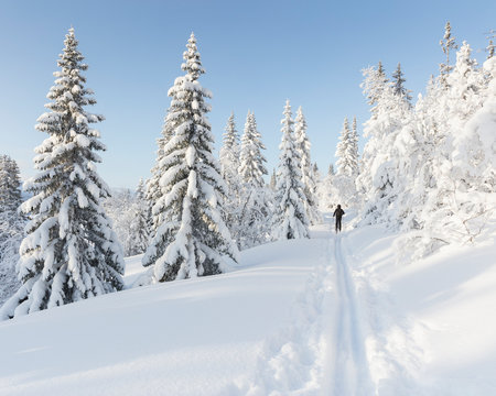 Man skiing by snow covered trees