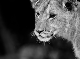 Obraz na płótnie Canvas A portrait of a lion cub, Kenya
