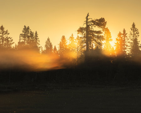 Pine trees at sunset in Koppgangen Nature Reserve, Sweden