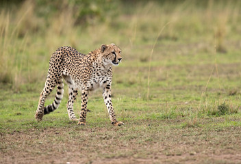 Cheetah  walking in Savannah, Masai Mara, Kenya