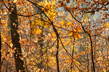 Colorful and foggy autumn forest