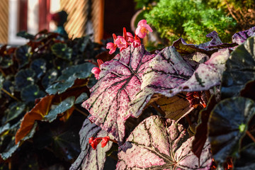 maple leaves in autumn