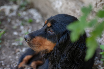 Happy black english cocker spaniel in nature