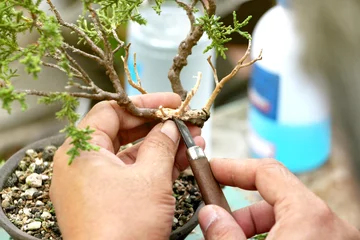 Fotobehang Bonsai Making bonsai trees, Peeling bark a Japanese knife Handmade accessories of bonsai tools, Bonsai tree Concept.  © Nori Wasabi