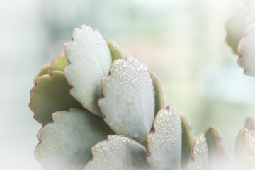 closeup of white flower