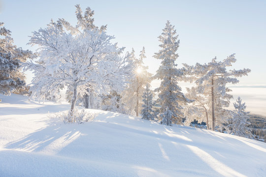 Trees covered in snow
