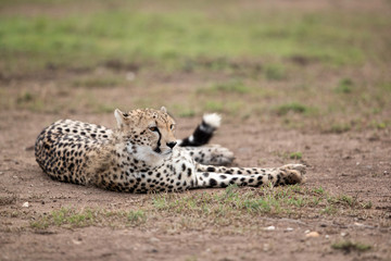Cheetah resting, Masai Mara, Kenya