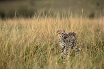 Cheetah in the grasses of Masai Mara, Kenya