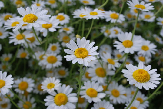 field of daisies © Barbora