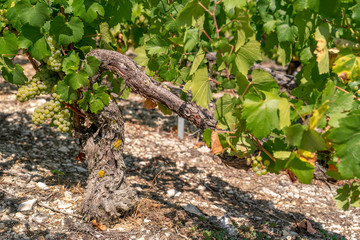 Chablis