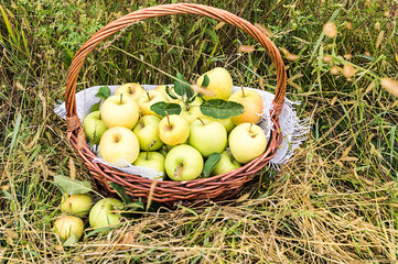 Autumn, apple orchard. Harvesting. A basket full of ripe, yellow apples stands in the grass. Golden superb is the name of the apple variety.