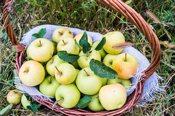 Autumn, apple orchard. Harvesting. A basket full of ripe, yellow apples stands in the grass. Golden superb is the name of the apple variety.