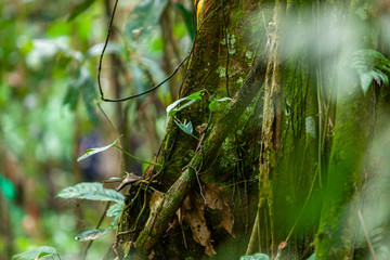Bosque amazónico