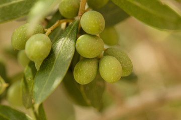 Natural capers growing at a caper bush