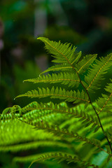 Flora amazónica