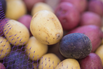 Tricolor mini potatoes in a mesh bag on a wooden table