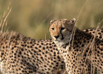 Portrait of a Cheetah, Masai Mara, Kenya
