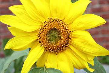 Obraz premium Close up of a bright yellow sunflower with a brick wall behind