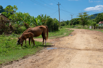Rural scenery around the town of Trinidad de Cuba in October 2019