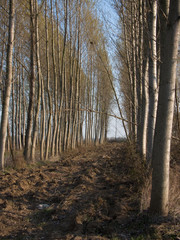 Obraz premium forest in autumn