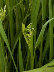 Obraz premium green grass with water drops