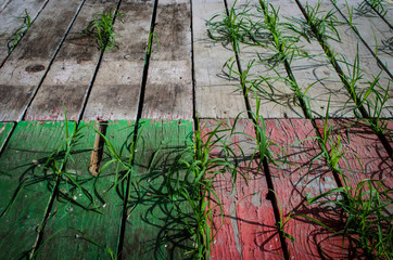 Dei ciuffi di erba fuoriescono dagli spiragli delle assi di legno di un pavimento