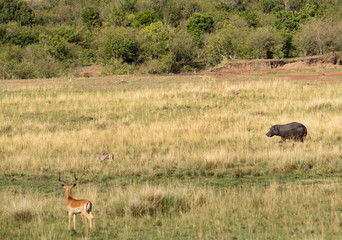 Predator and preys: Cheetah, Hippo & Impala at Masai Mara, Kenya