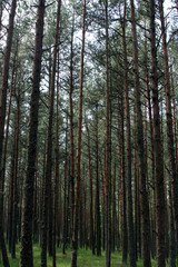 Obraz premium trees in forest