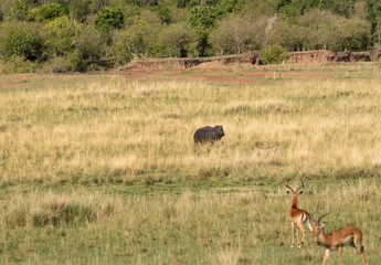 Naklejka na ściany i meble Predator and preys: Cheetah, Hippo & Impala at Masai Mara, Kenya