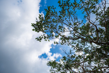 Obraz premium a cloudy sky and a large tree with a lot of branches and green leaves