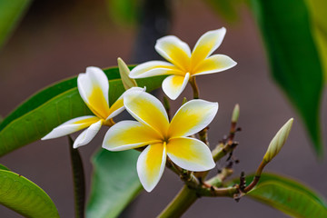Obraz premium Plumeria rubra flowers blooming, with green leaves