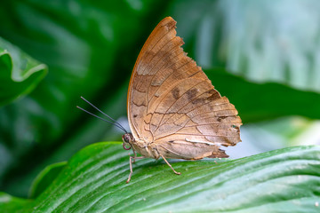 Closeup beautiful butterfly in a summer garden