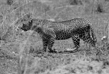 A  leopard moving in savannah, Masai Mara, Kenya 