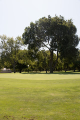 Golf course green