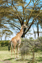 Naklejka na ściany i meble Giraffe on Crescent Island in Kenya, Africa