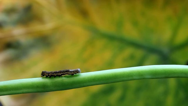 Moth caterpillar  (Aedia  leucomelas) crawling on a branch