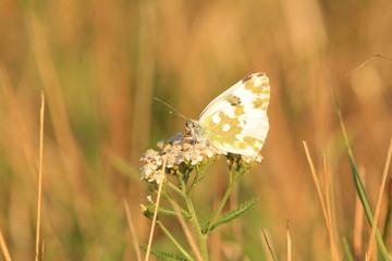 Falter auf Blüten 