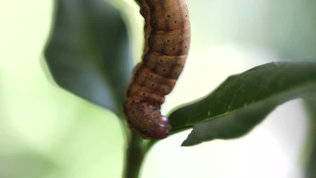 Caterpillar (Lacanobia oleracea) feeds hurriedly