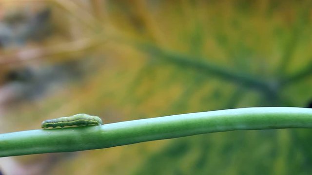 Green caterpillar (Lacanobia oleracea )moves along a twig