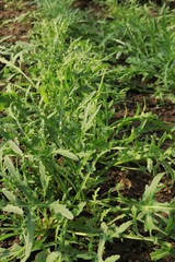 leaves of young green delicious arugula in the garden