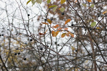 blackthorn in autumn