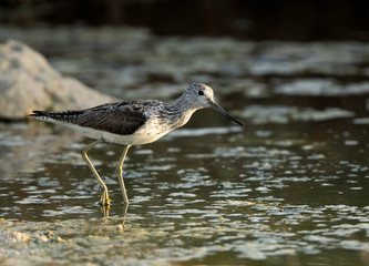 The common greenshank at Asker marsh, Bahrain 