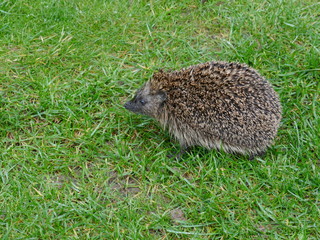 European Brown-breasted Hedgehog (erinaceus europaeus) looking for food in our garden.