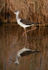 Black-winged stilt wading in the water of Asker marsh, Bahrain 